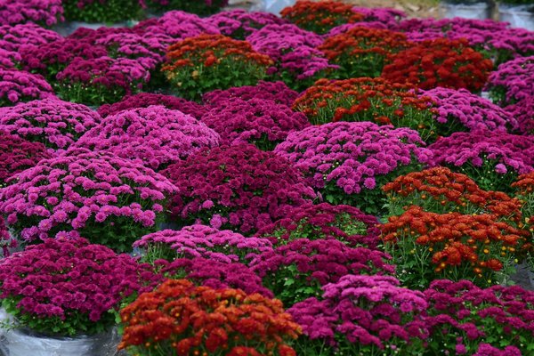 Elevate your space with trendy vinyl window treatments